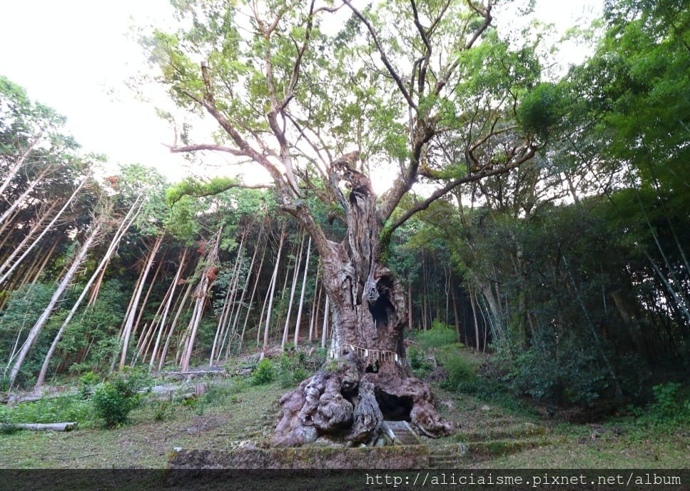 【佐賀縣】1300年武雄溫泉一日散策(行程規劃):武雄樓門找秘密;餃子會館的地方滋味;武雄神社的千年巨楠樹、武雄市圖書館、兒童圖書館、武雄佐賀牛鐵道便當