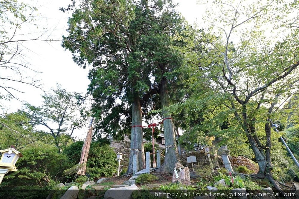 【佐賀縣】1300年武雄溫泉一日散策(行程規劃):武雄樓門找秘密;餃子會館的地方滋味;武雄神社的千年巨楠樹、武雄市圖書館、兒童圖書館、武雄佐賀牛鐵道便當