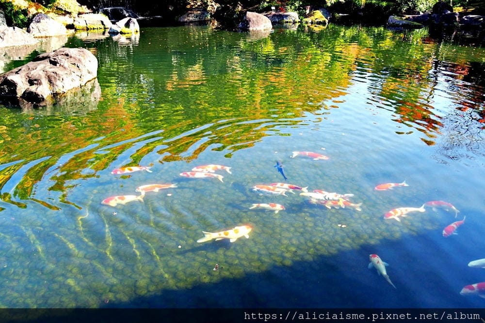 【兵庫縣 | 姬路】好古園:電影《神劍闖江湖》裡的日式庭園美學,生意盎然的小宇宙