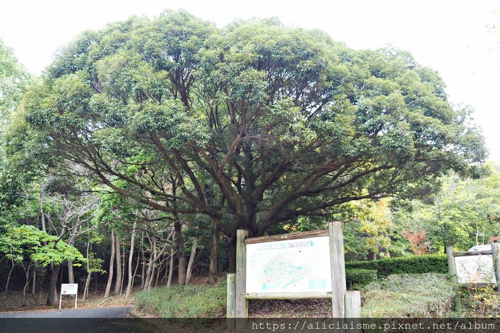 【兵庫縣 | 姬路】安藤忠雄X兵庫縣立兒童館、星子之館：湖畔森林裡，最幸福的親子美學遊樂地