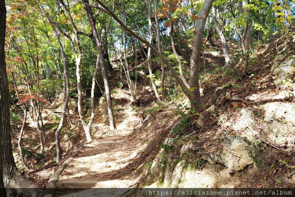【兵庫縣 | 神戶】神戶市立森林植物園:走進森林裡的湖光秘境