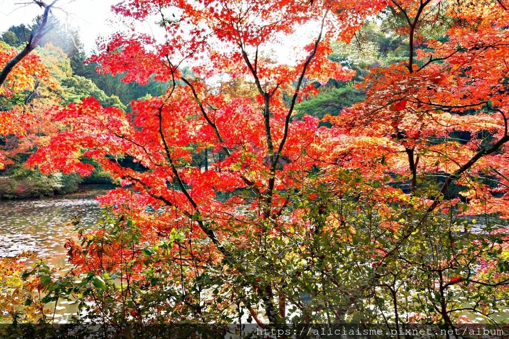 【兵庫縣 | 神戶】神戶市立森林植物園:走進森林裡的湖光秘境
