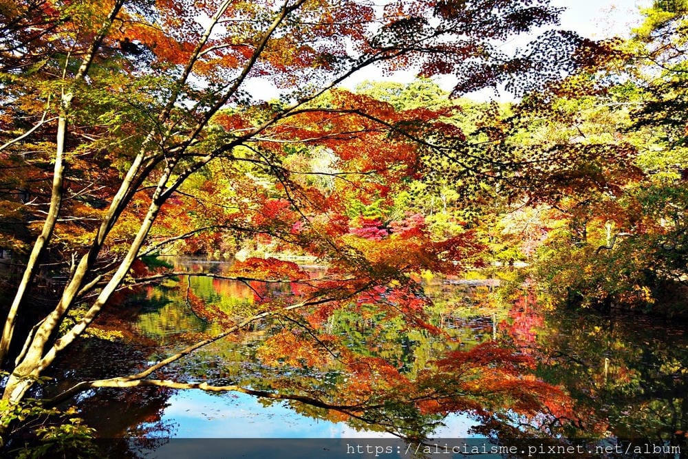 【兵庫縣 | 神戶】神戶市立森林植物園:走進森林裡的湖光秘境