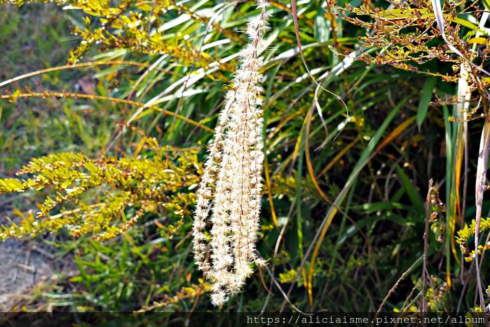 【兵庫縣 | 神戶】神戶市立森林植物園:走進森林裡的湖光秘境