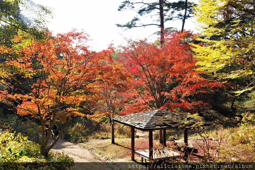【兵庫縣 | 神戶】神戶市立森林植物園:走進森林裡的湖光秘境