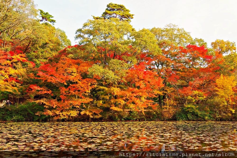 【兵庫縣 | 神戶】神戶市立森林植物園:走進森林裡的湖光秘境