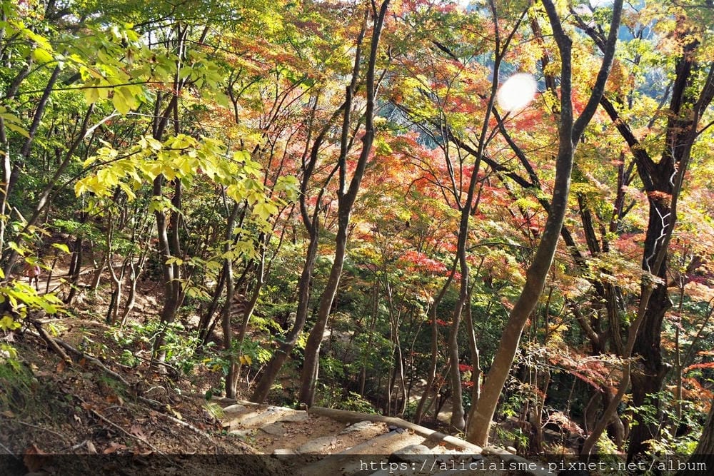 【兵庫縣 | 神戶】神戶市立森林植物園:走進森林裡的湖光秘境