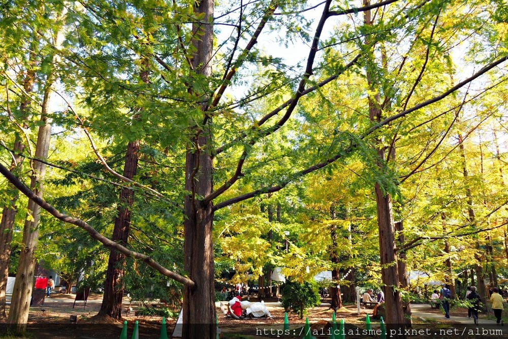 【兵庫縣 | 神戶】神戶市立森林植物園:走進森林裡的湖光秘境