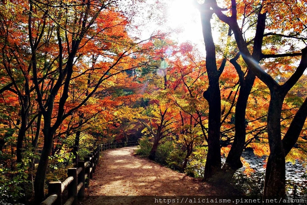 【兵庫縣 | 神戶】神戶市立森林植物園:走進森林裡的湖光秘境