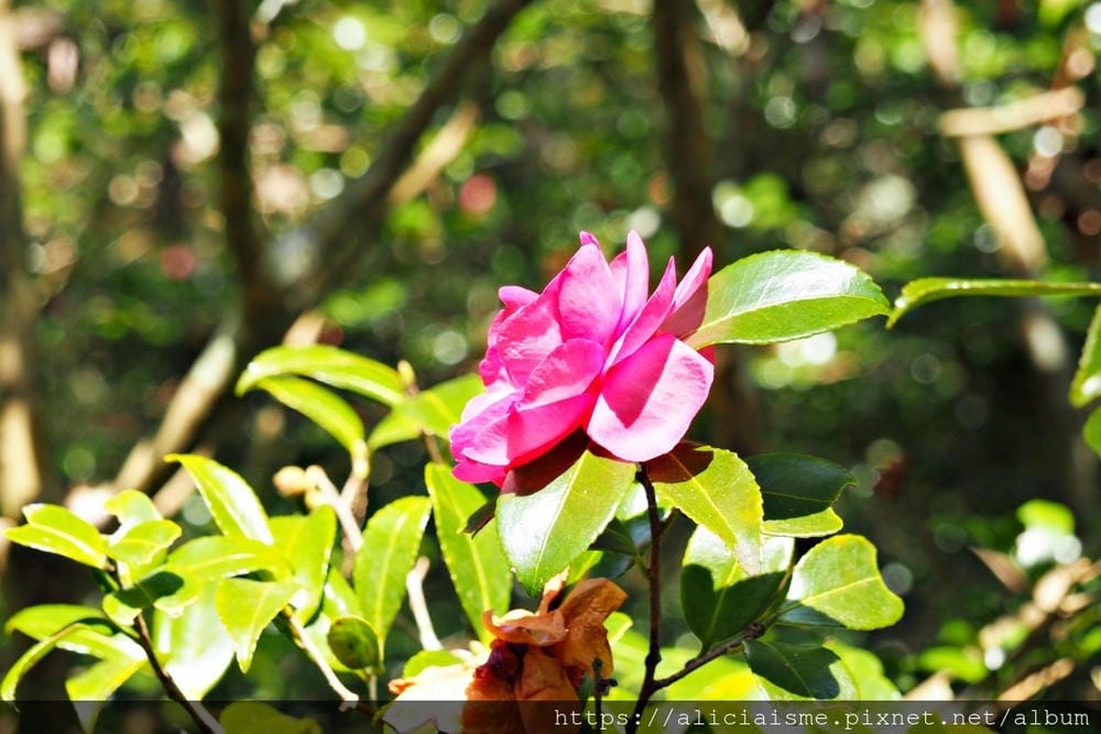 【兵庫縣 | 神戶】神戶市立森林植物園:走進森林裡的湖光秘境
