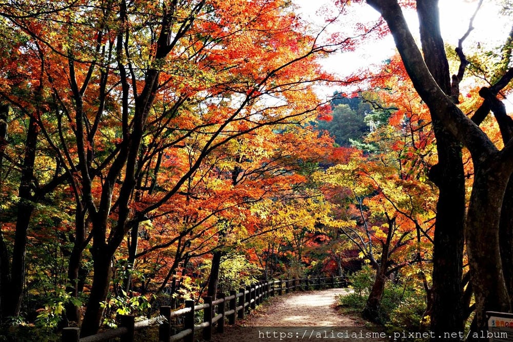 【兵庫縣 | 神戶】神戶市立森林植物園:走進森林裡的湖光秘境