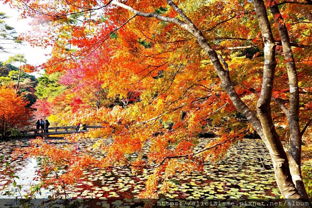 【兵庫縣 | 神戶】神戶市立森林植物園:走進森林裡的湖光秘境