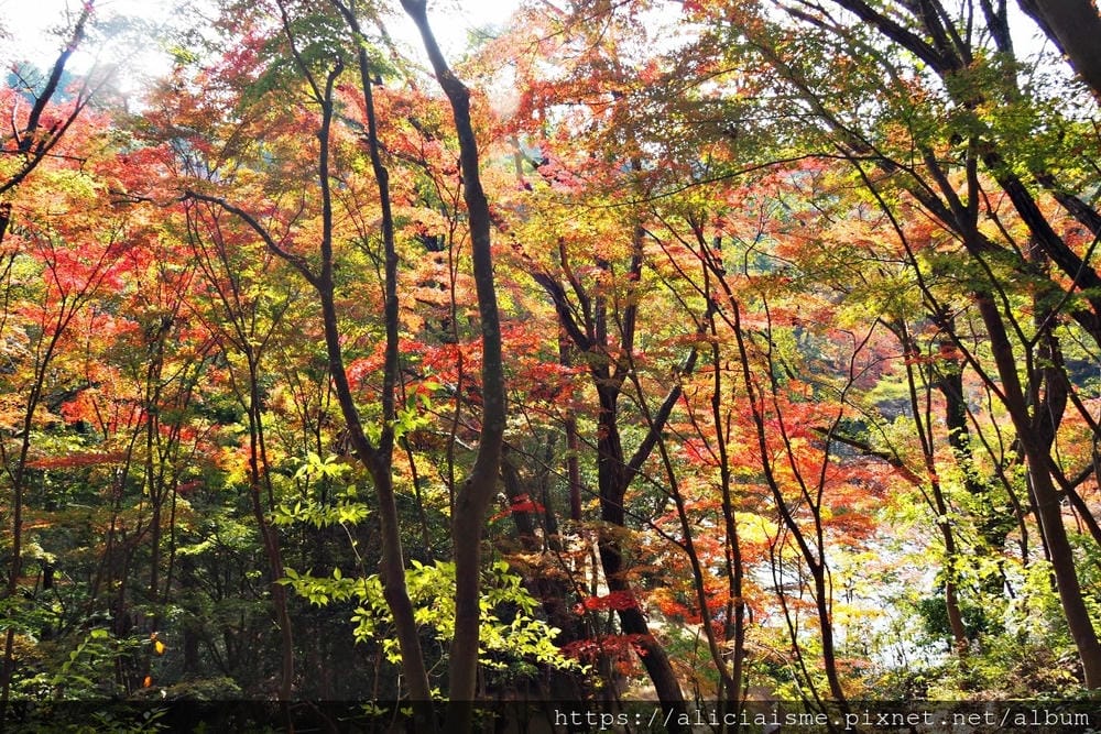 【兵庫縣 | 神戶】神戶市立森林植物園:走進森林裡的湖光秘境