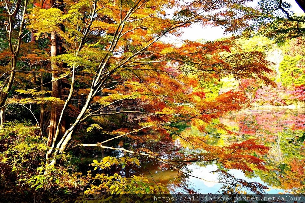【兵庫縣 | 神戶】神戶市立森林植物園:走進森林裡的湖光秘境