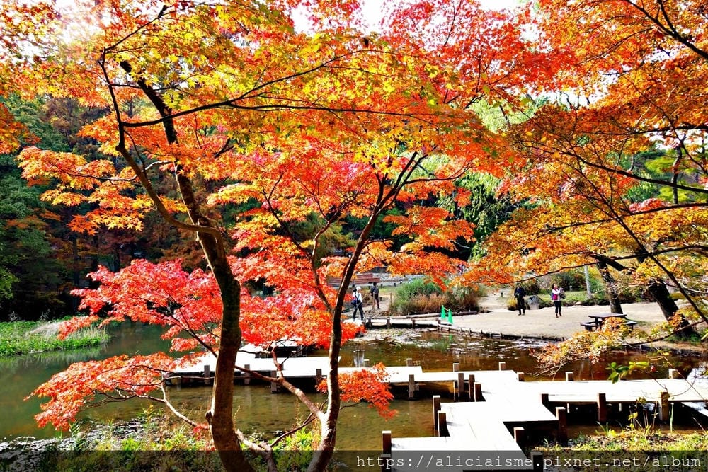 【兵庫縣 | 神戶】神戶市立森林植物園:走進森林裡的湖光秘境