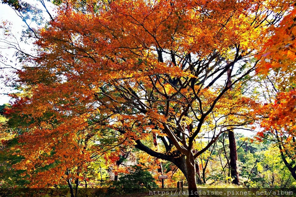 【兵庫縣 | 神戶】神戶市立森林植物園:走進森林裡的湖光秘境