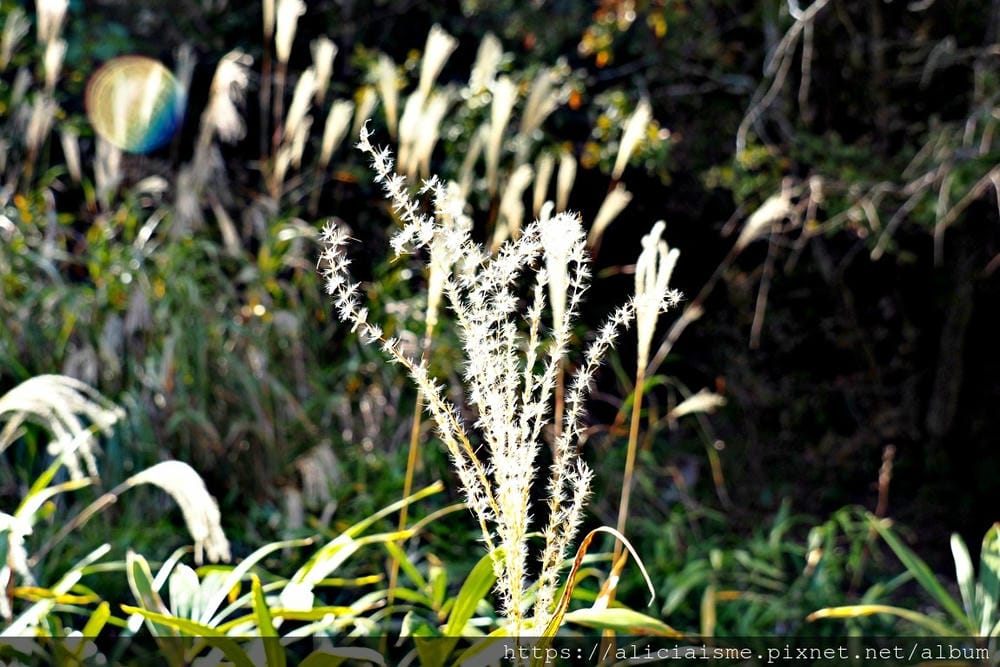 【兵庫縣 | 神戶】神戶市立森林植物園:走進森林裡的湖光秘境