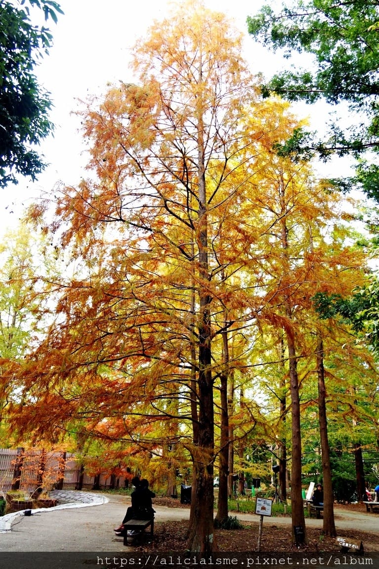 【兵庫縣 | 神戶】神戶市立森林植物園:走進森林裡的湖光秘境