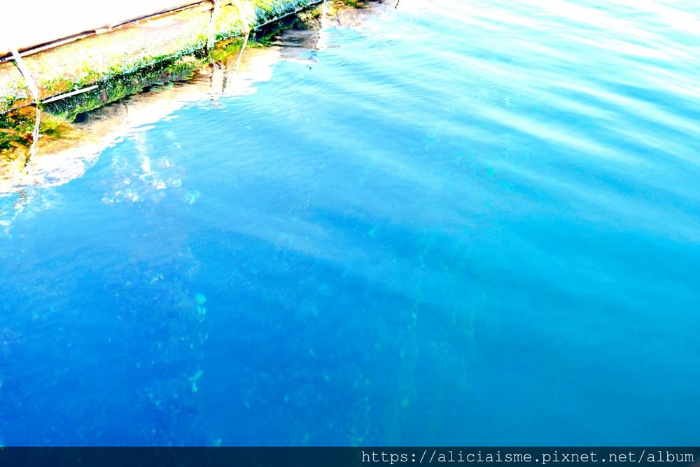 【廣島縣 | 宮島】島田水產~跟著漁師,近觀海上牡蠣筏、採收 【廣島縣 | 宮島】島田水產~跟著漁師,近觀海上牡蠣筏、採收