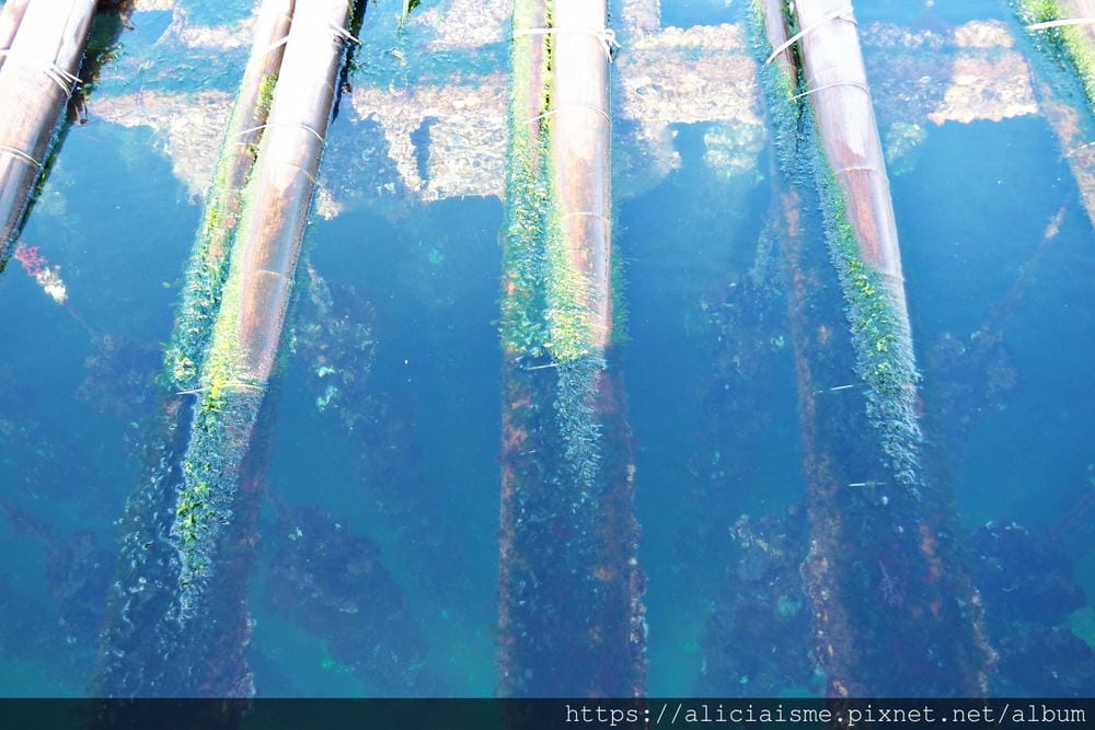 【廣島縣 | 宮島】島田水產~跟著漁師,近觀海上牡蠣筏、採收 【廣島縣 | 宮島】島田水產~跟著漁師,近觀海上牡蠣筏、採收