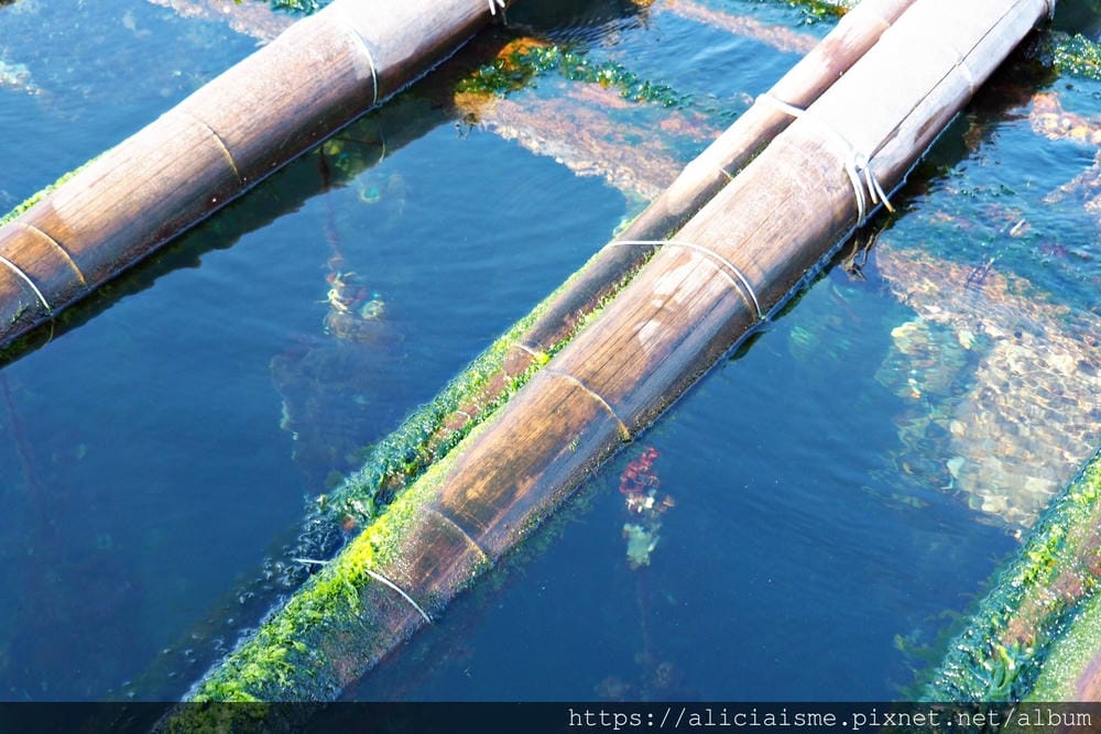 【廣島縣 | 宮島】島田水產~跟著漁師,近觀海上牡蠣筏、採收 【廣島縣 | 宮島】島田水產~跟著漁師,近觀海上牡蠣筏、採收