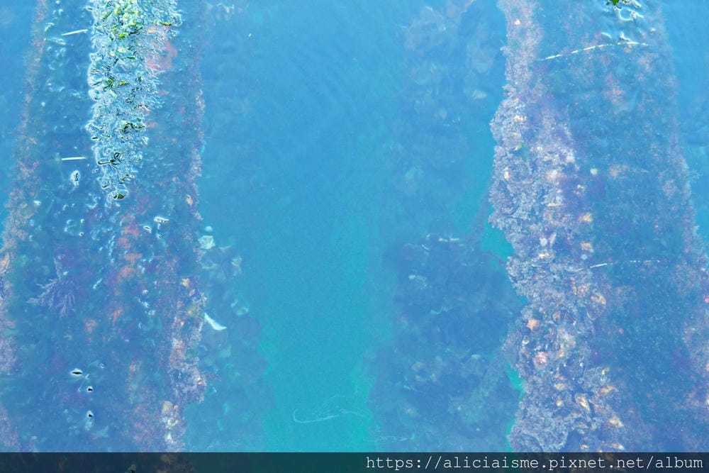 【廣島縣 | 宮島】島田水產~跟著漁師,近觀海上牡蠣筏、採收 【廣島縣 | 宮島】島田水產~跟著漁師,近觀海上牡蠣筏、採收