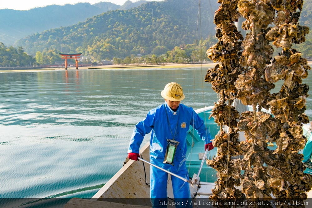 【廣島縣 | 宮島】島田水產~跟著漁師,近觀海上牡蠣筏、採收 【廣島縣 | 宮島】島田水產~跟著漁師,近觀海上牡蠣筏、採收
