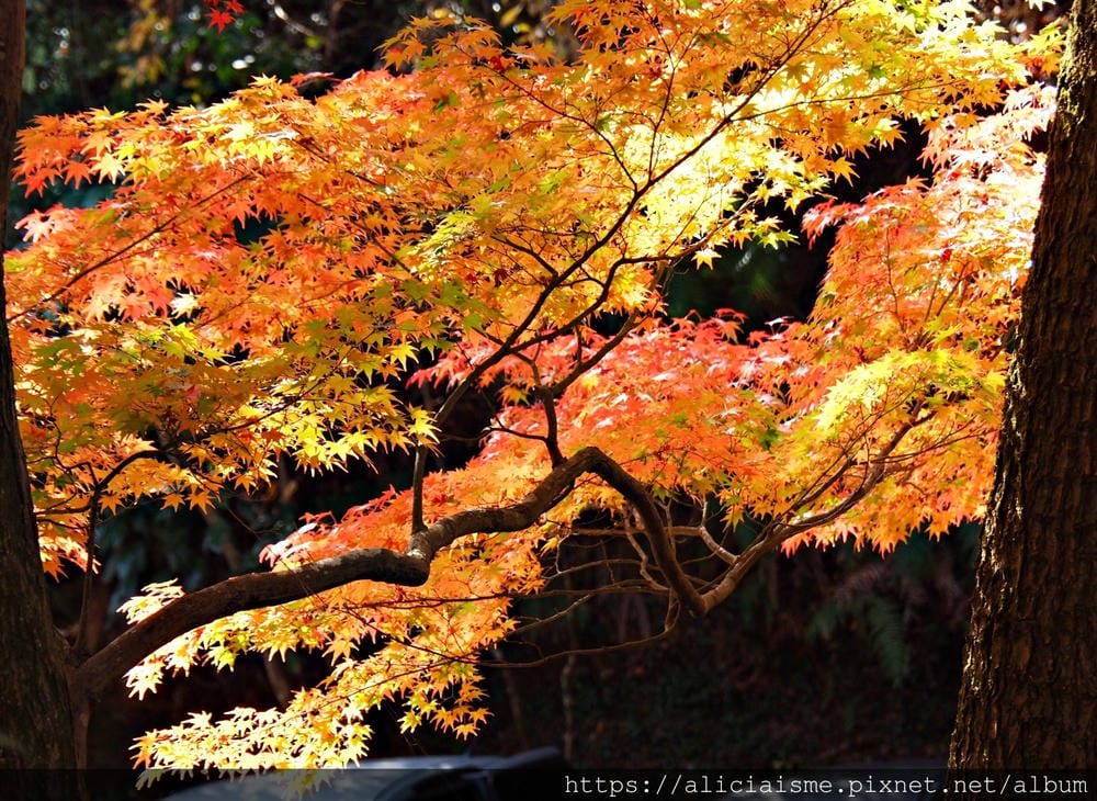 【廣島】三瀧山絕景展望台、三瀧寺:跟著在地人的廣島市區穴場一日遊鐵馬之旅by「sokoiko!」
