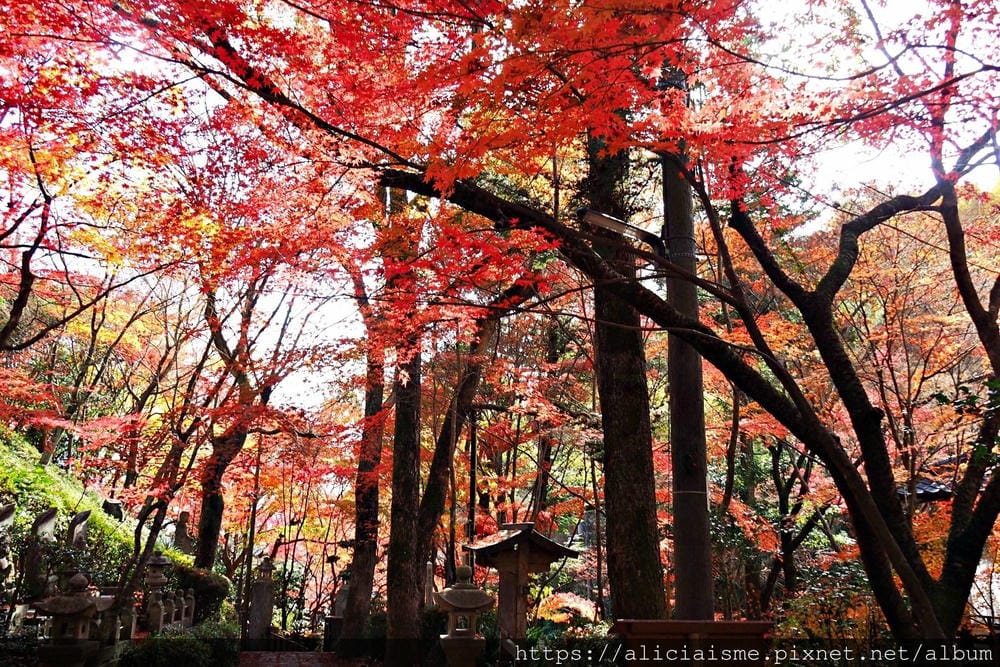 【廣島】三瀧山絕景展望台、三瀧寺:跟著在地人的廣島市區穴場一日遊鐵馬之旅by「sokoiko!」
