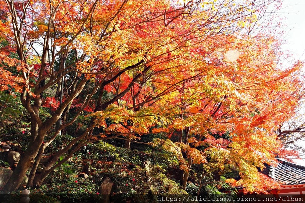 【廣島】三瀧山絕景展望台、三瀧寺:跟著在地人的廣島市區穴場一日遊鐵馬之旅by「sokoiko!」