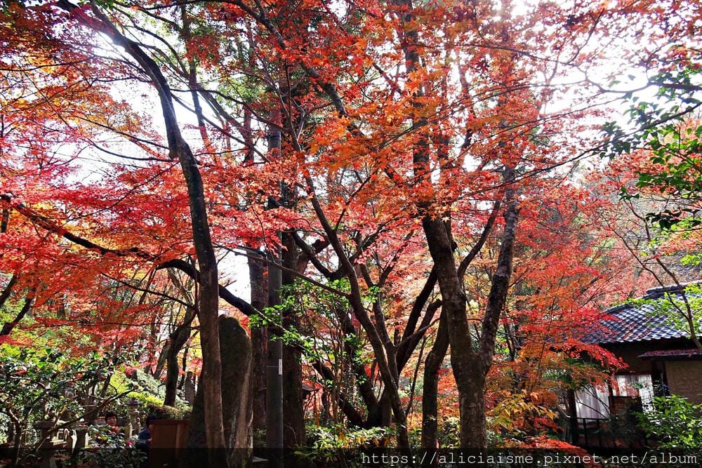【廣島】三瀧山絕景展望台、三瀧寺:跟著在地人的廣島市區穴場一日遊鐵馬之旅by「sokoiko!」