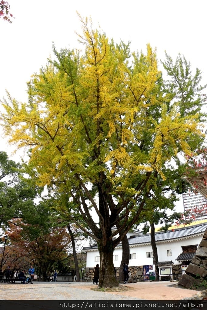 【福岡縣 北九州市】小倉城、小倉城庭園、八幡神社~櫻花名所古 【福岡縣 北九州市】小倉城、小倉城庭園、八幡神社~櫻花名所古