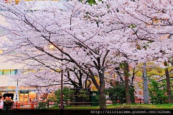 【福岡縣 北九州市】小倉城、小倉城庭園、八幡神社~櫻花名所古 【福岡縣 北九州市】小倉城、小倉城庭園、八幡神社~櫻花名所古