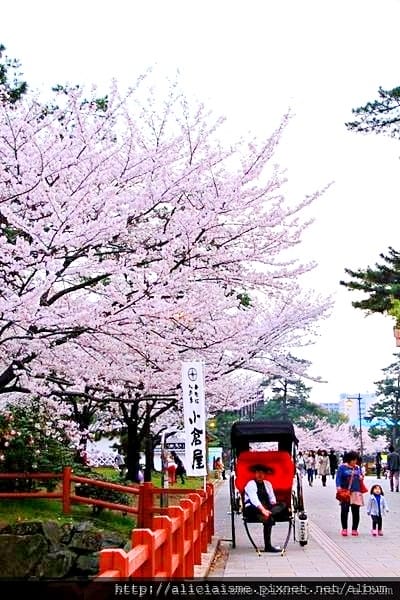 【福岡縣 北九州市】小倉城、小倉城庭園、八幡神社~櫻花名所古 【福岡縣 北九州市】小倉城、小倉城庭園、八幡神社~櫻花名所古