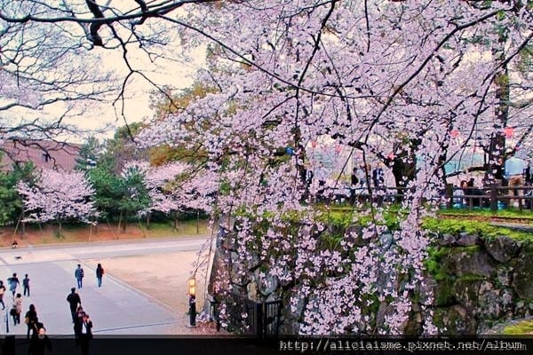 【福岡縣 北九州市】小倉城、小倉城庭園、八幡神社~櫻花名所古