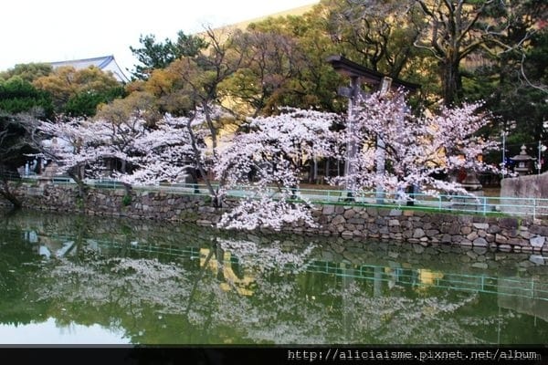 【福岡縣 北九州市】小倉城、小倉城庭園、八幡神社~櫻花名所古 【福岡縣 北九州市】小倉城、小倉城庭園、八幡神社~櫻花名所古