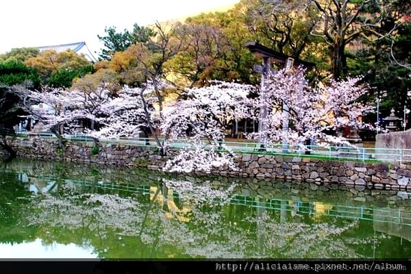 【福岡縣 北九州市】小倉城、小倉城庭園、八幡神社~櫻花名所古 【福岡縣 北九州市】小倉城、小倉城庭園、八幡神社~櫻花名所古