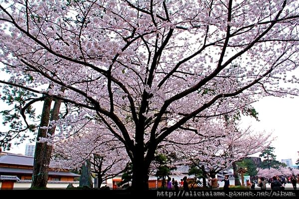 【福岡縣 北九州市】小倉城、小倉城庭園、八幡神社~櫻花名所古 【福岡縣 北九州市】小倉城、小倉城庭園、八幡神社~櫻花名所古