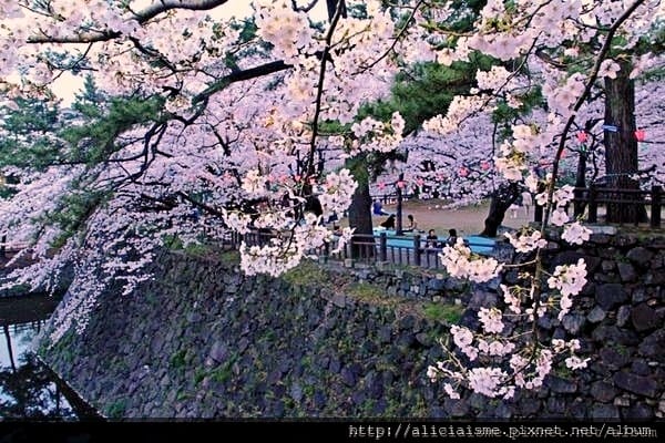 【福岡縣 北九州市】小倉城、小倉城庭園、八幡神社~櫻花名所古 【福岡縣 北九州市】小倉城、小倉城庭園、八幡神社~櫻花名所古