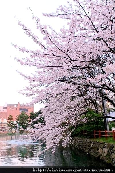 【福岡縣 北九州市】小倉城、小倉城庭園、八幡神社~櫻花名所古