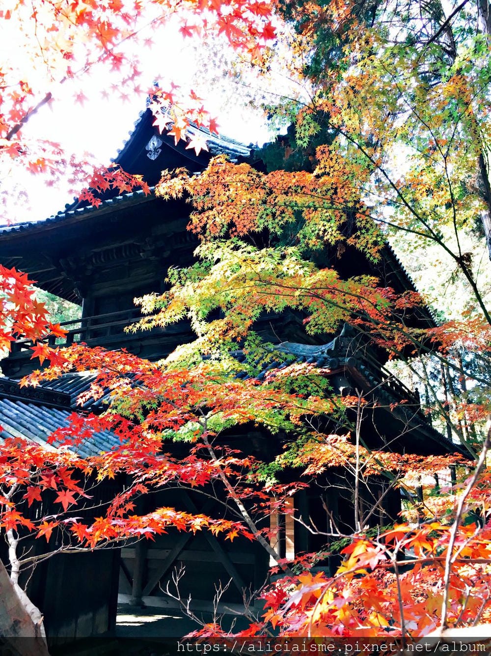 【岡山縣】曹源寺：90%外國和尚修行的秘境之地