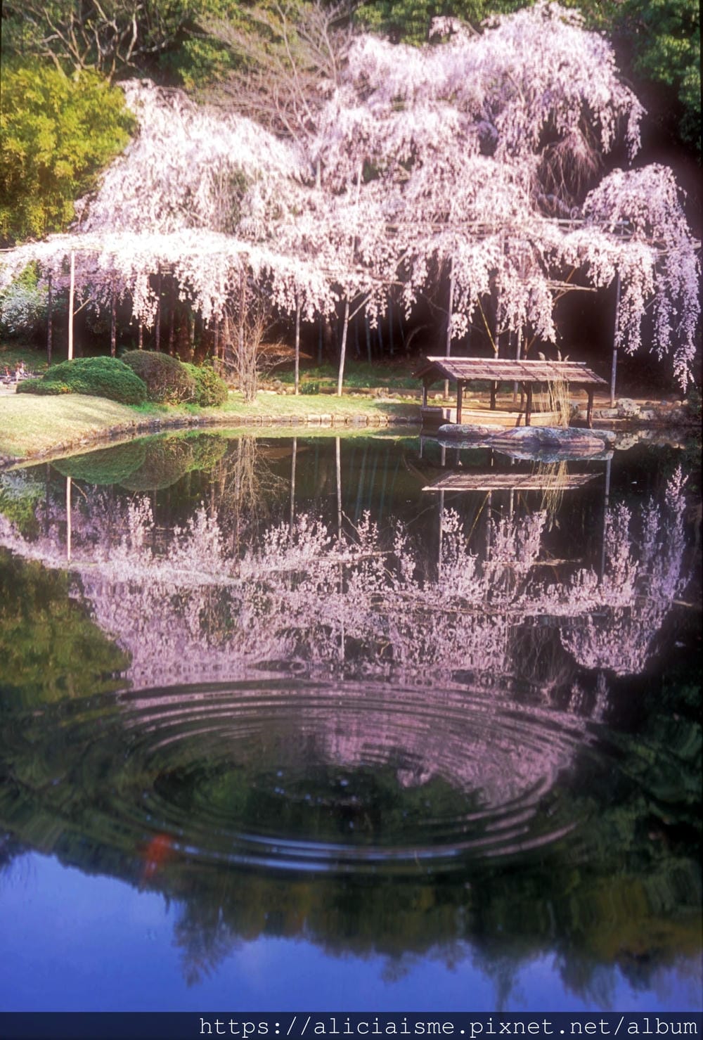 【岡山縣】曹源寺：90%外國和尚修行的秘境之地