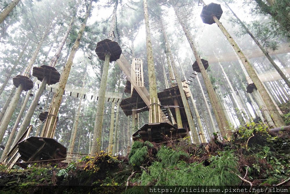 【Forest Adventure冒險之森】飛翔在祖谷之森裡，如鳥般飛躍森林及祖谷溪