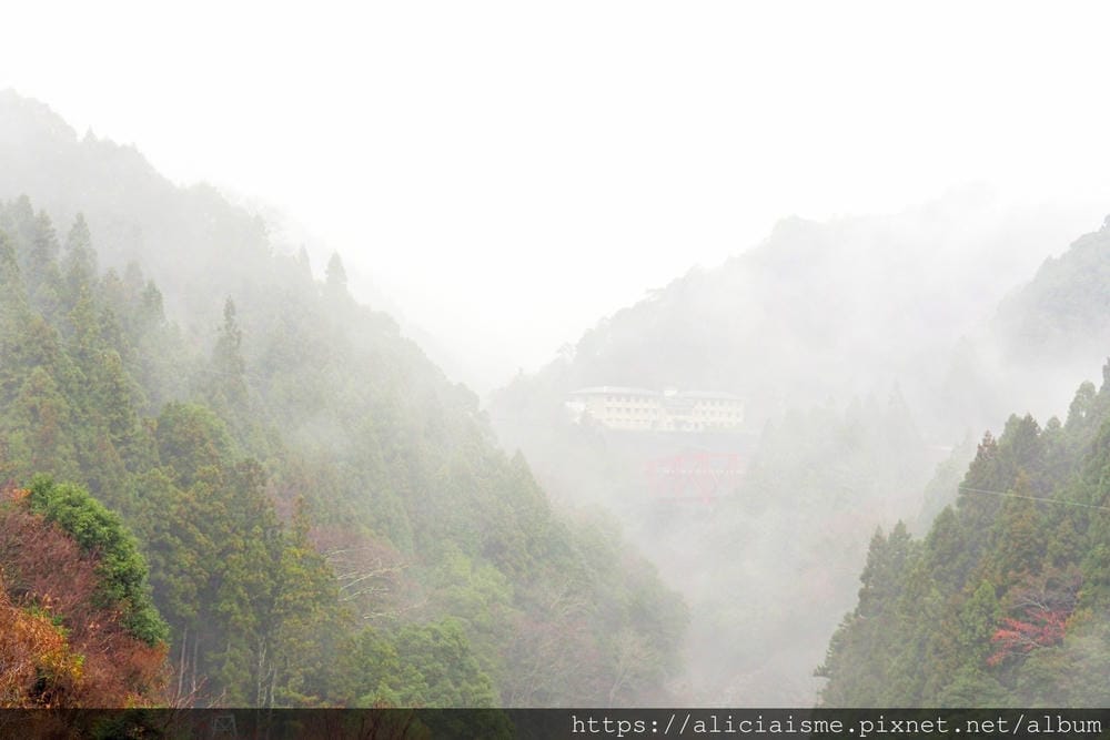 【Forest Adventure冒險之森】飛翔在祖谷之森裡，如鳥般飛躍森林及祖谷溪