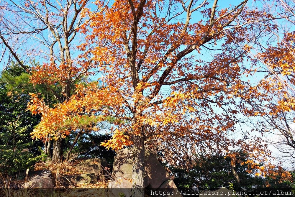 【香川縣】高屋神社:最接近藍天的白色「天空鳥居」,眺望絕美瀨戶內海及觀音寺市鄉間風情