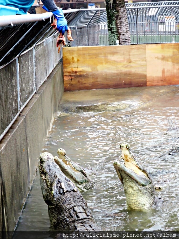 【大分縣】別府地獄七湯總巡禮:夢幻海地獄、洗錢血池地獄、奇景龍捲地獄、唯美白池地獄、鱷魚世界鬼山地獄、鬼石坊主地獄、灶地獄