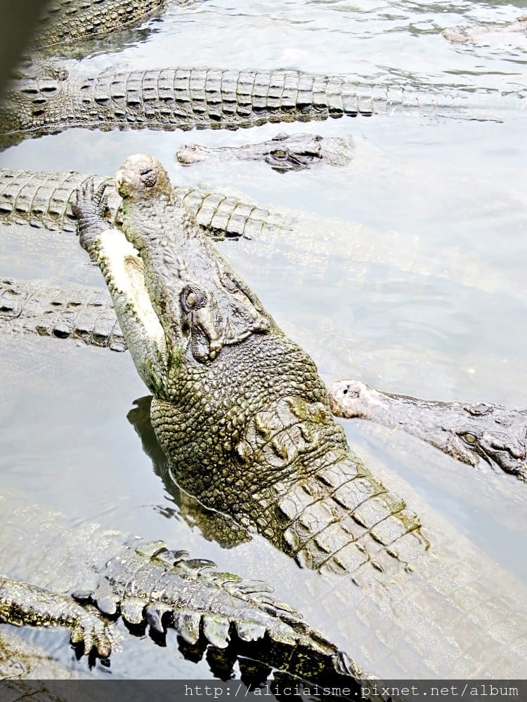 【大分縣】別府地獄七湯總巡禮:夢幻海地獄、洗錢血池地獄、奇景龍捲地獄、唯美白池地獄、鱷魚世界鬼山地獄、鬼石坊主地獄、灶地獄