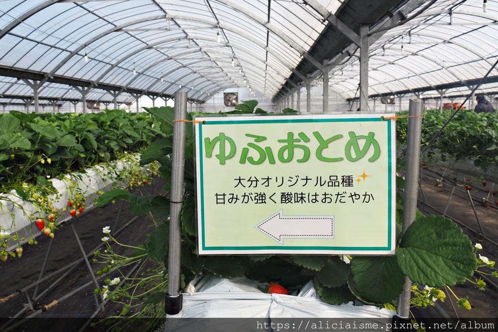 【大分縣 | 宇佐市】ACT草莓農園:西日本最大規模草莓園,10大特色品種,無時間限制吃到飽(含宇佐市交通及單車租借)
