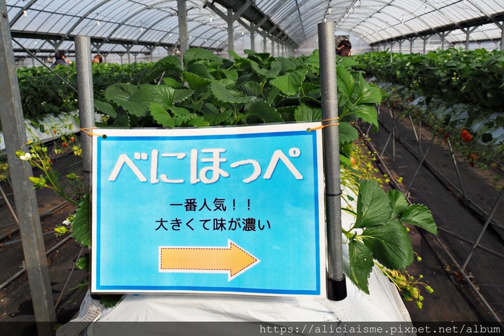 【大分縣 | 宇佐市】ACT草莓農園:西日本最大規模草莓園,10大特色品種,無時間限制吃到飽(含宇佐市交通及單車租借)