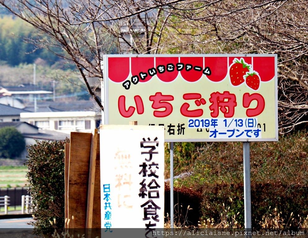 【大分縣 | 宇佐市】ACT草莓農園:西日本最大規模草莓園,10大特色品種,無時間限制吃到飽(含宇佐市交通及單車租借)